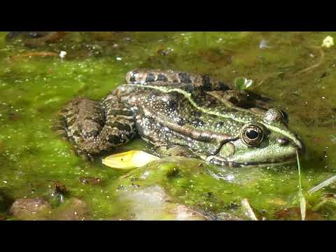 Call of the wild, the Marsh Frog April 2025