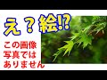 realistic painting maple 写真にしか見えない超リアルなもみじの葉っぱを描く【背景描き方】