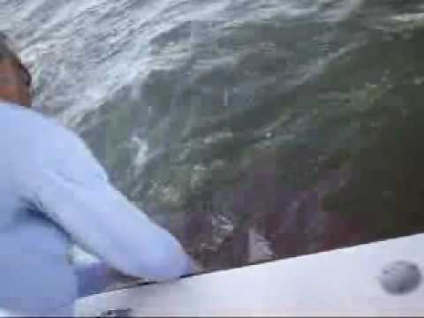 Kristy Catches a Shark Attacked 120 Pound Tarpon