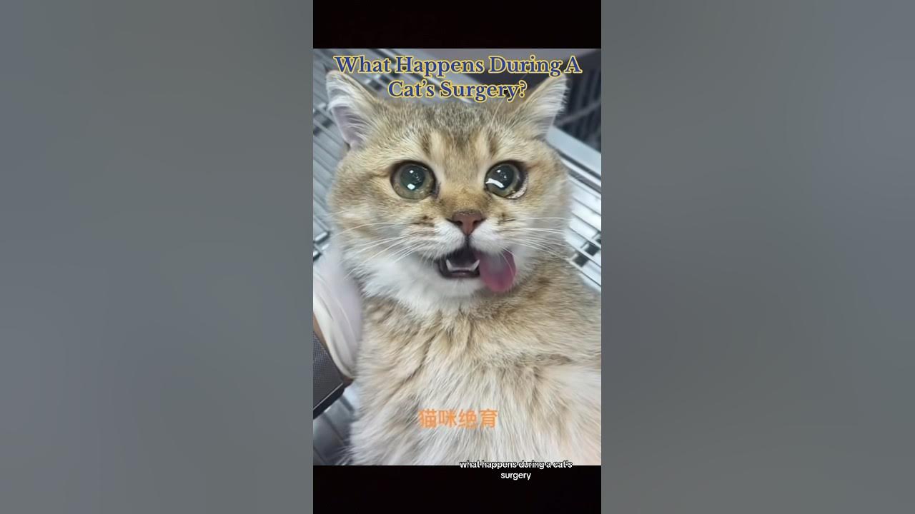 what-happens-during-a-cat-s-surgery-interesting-youtube