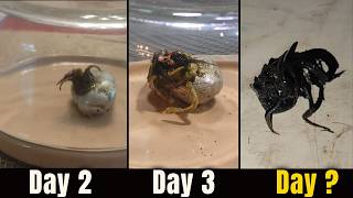 He Found an Alien Egg — and Recorded Everything