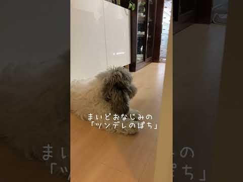 ❤︎ツンデレ犬にストーカーされています🚽