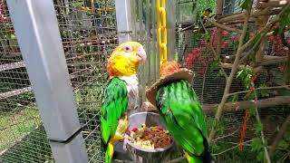 Happy Monday everybirdy!!! by Providence Meadow Caique Sanctuary 212 views 2 days ago 6 minutes, 14 seconds