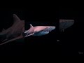Goblin Shark 🦈 #wildlife