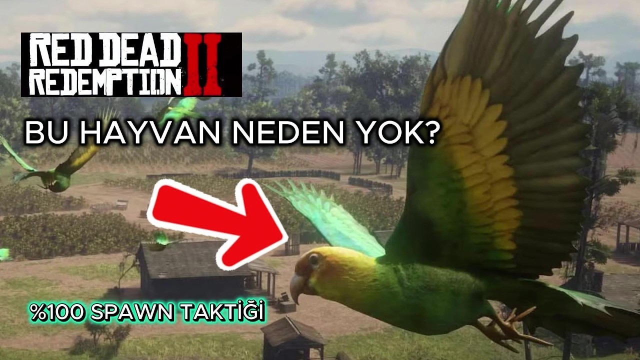Parakeet Rdr2 RDR2 Carolina Parakeets (Karayip Papağanı) [Hayvanlar Rehberi Serisi 1 ...