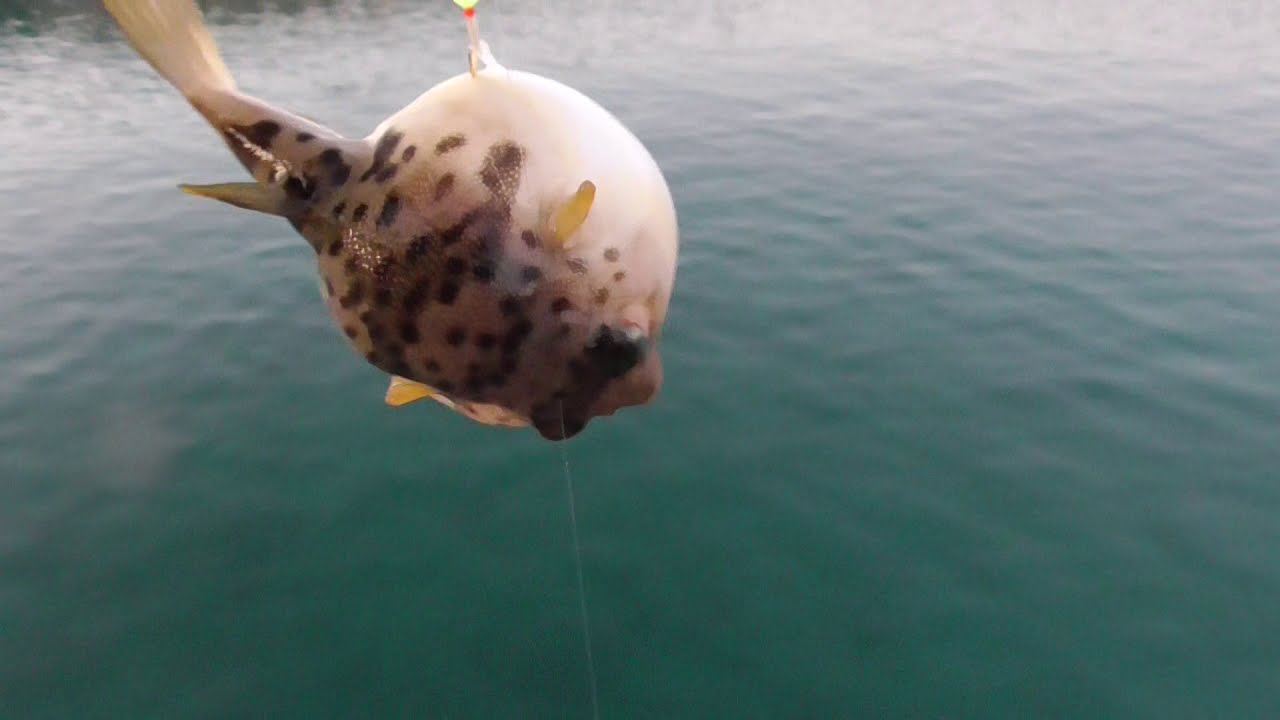 擦れ掛かりでヒットしたフグですが お腹が膨らんでいますが 半分は海水が入っているのが見えます これはアカメフグ 11月11日水曜日和歌山堤防サビキ釣り Youtube