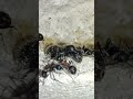 #fourmi #ants #nature #camponotusmutilarius