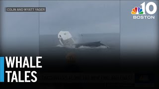 After Boat Flip, We Take A Look At New England Whale Encounters