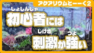 アクアリウム１年目買って驚いた物３選【あくありうむとーーく2】