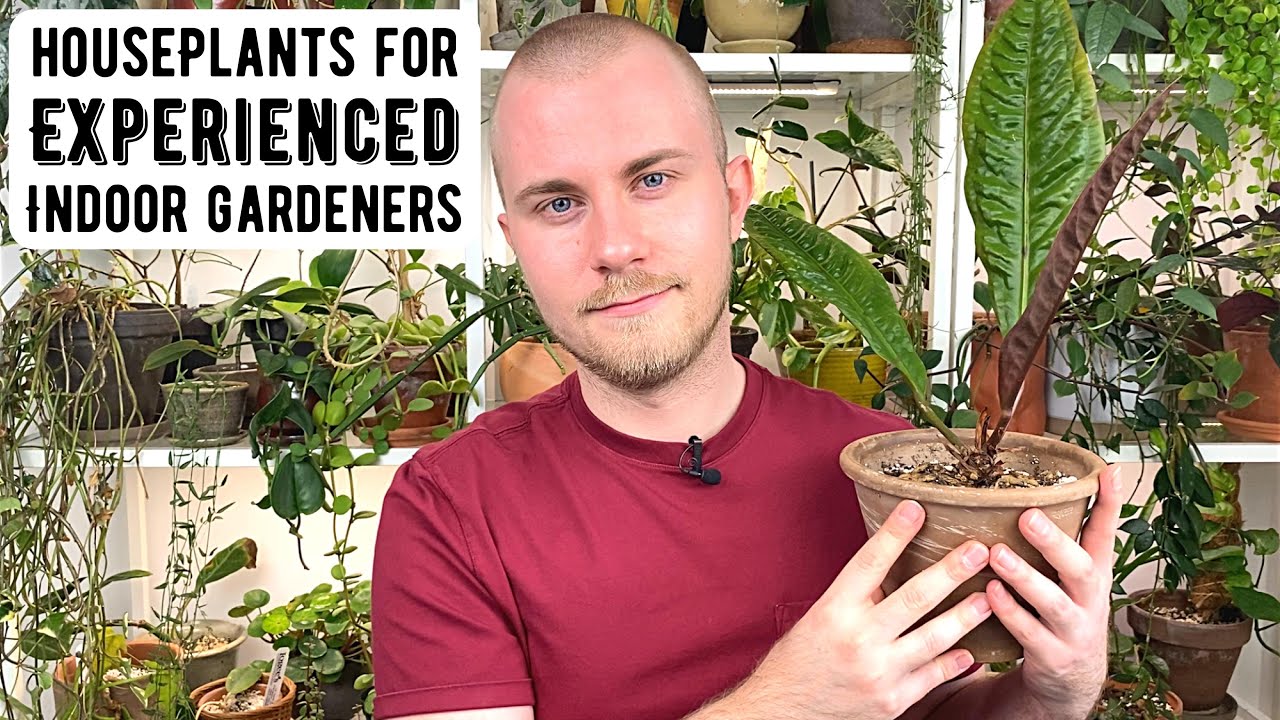 Houseplants For Intermediate & Experienced Indoor Gardeners