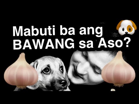 Video: Pagsasanay Sa Pagsunud Para Sa Mga Aso: 4 Madaling Mga Pahiwatig Sa Master