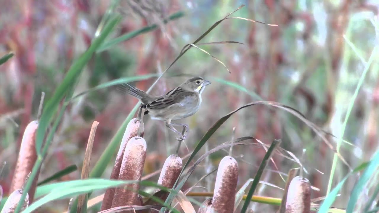 Dickcissel 