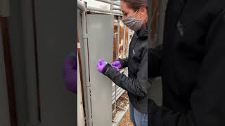 SQ injection bovine