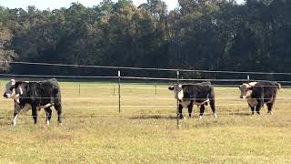 Brower Creek Cattle Registered Black Hereford bulls 7-10 months old.