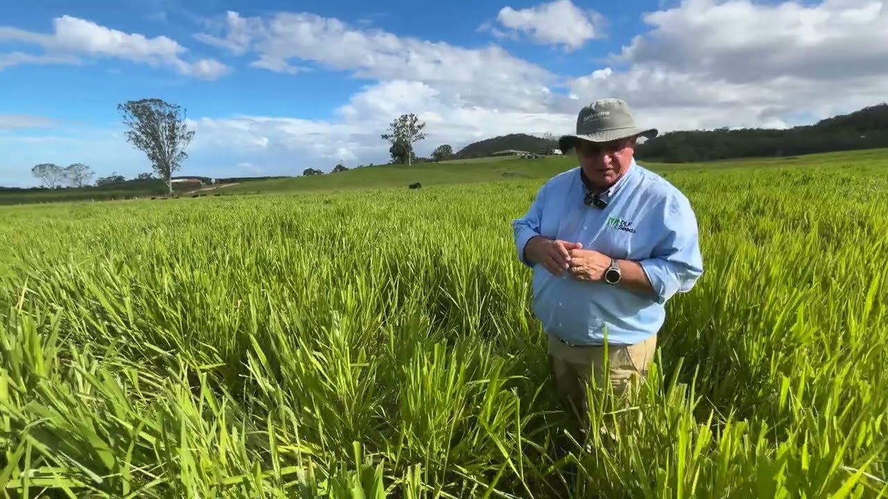 DLF Seeds Mekong Briz™ antha