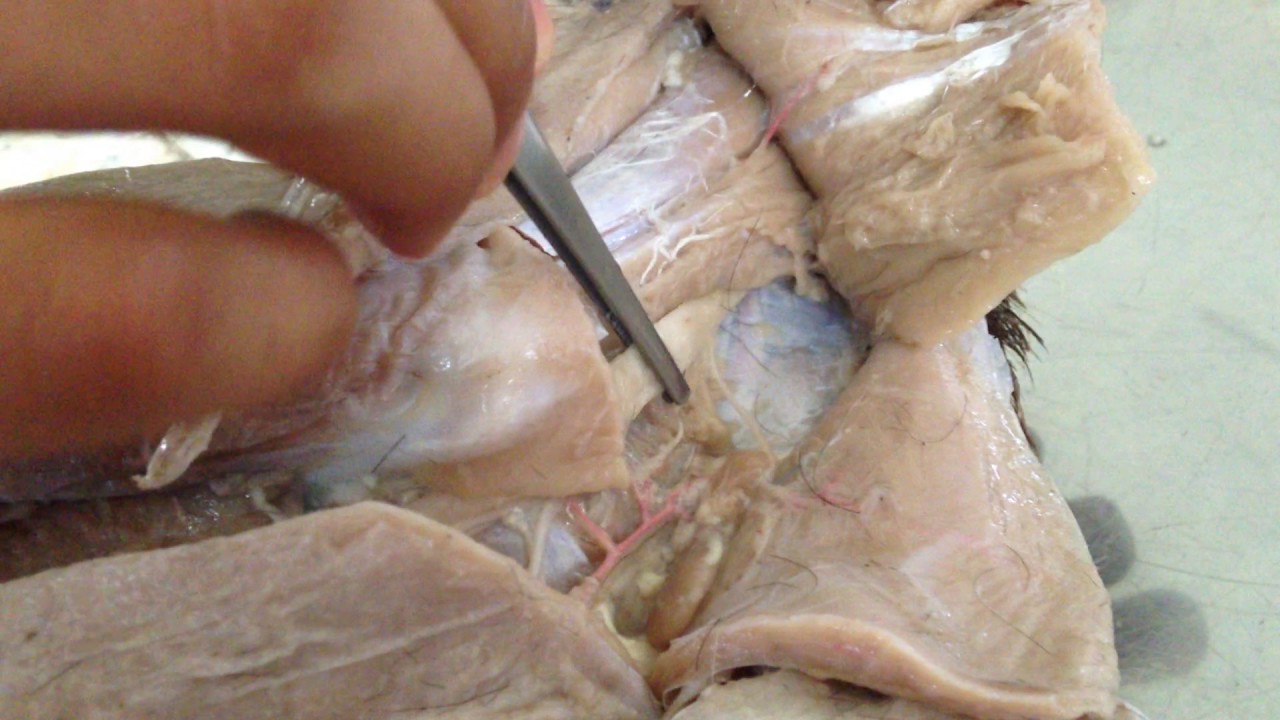 Nervus daerah panggul, paha dan ektremitas kaki belakang - YouTube