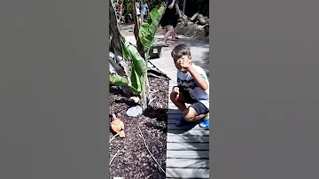 Розовая цапля стоит на одой ноге🥰🌸 Pink heron stands on one leg 💞