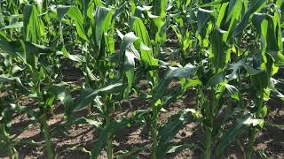 人気のトウモロコシ　雪の妖精【口コミ評価・評判を上げブランド価値を高める生産を】