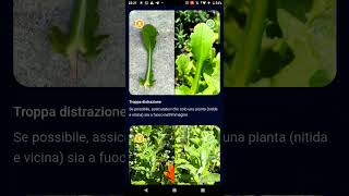 Riconoscere piante, fiori e alberi da una sola foto con l'app Flora Incognita screenshot 1