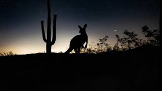 Australian Outback Night Sounds | Australia Nature Sounds - Sleep, Study, Relaxation
