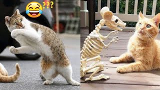 Best Funny Animal Videos  Try Not To Laugh  FailCrew #1