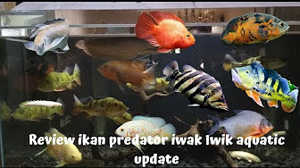 Ikan Predator Youtube