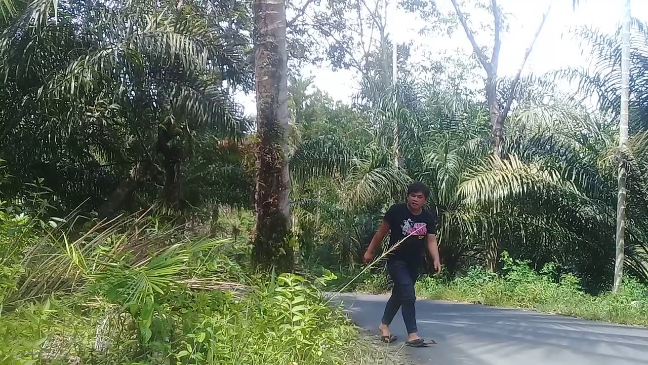 Manjat pohon kelapa YouTube