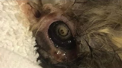 Removing An Enormous Botfly Maggot Inside Bunny