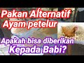 Pakan Ayam Petelur Buatan Sendiri,Apakah Bisa Diberikan Kepada Ternak Babi? #ayampetelur