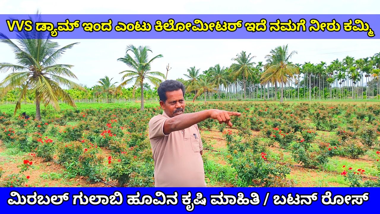 ಮೀರಾಬುಲ್ ಗುಲಾಬಿ or ಬಟನ್ ರೋಸ್ ಹೂವಿನ ಕೃಷಿ ಮಾಹಿತಿ | Mirabul & Button Rose Farming Infarmatiom kannada🌹