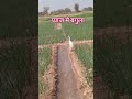 Mini Vlogs Piyaj Me Bagula Ragd Ragd Pag Dovti Farmphotography Desiviilagelifetstyle Farming