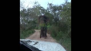 A Big Elephant Came In Front Of The Safari Jeep | 大きな象がサファリジープの前にやって来ました | Elephant #Shorts