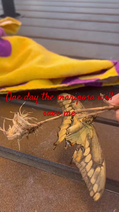 Treacherous Butterfly, Maná