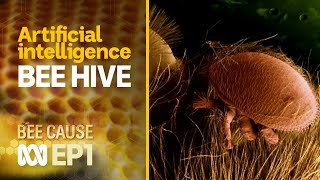 Engineers design artificial intelligence varroa mite sensing bee hive | Bee Cause #1 | ABC Australia