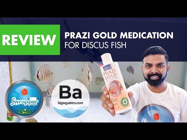 Prazi Gold Medication For Discus Fish || Big Aquatics class=