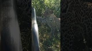 Curious Leopard Cub (Sasekile) Sniffs Safari Vehicle!