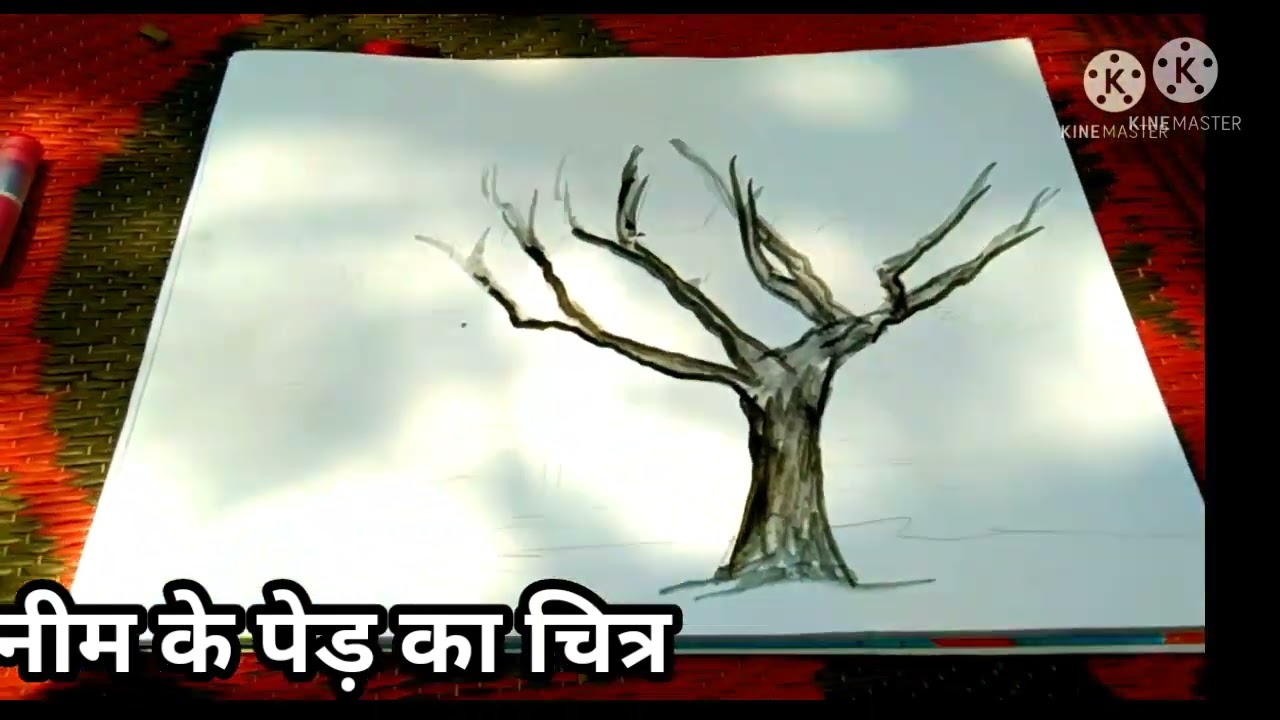 Neem Tree Drawing With Colour Pencil