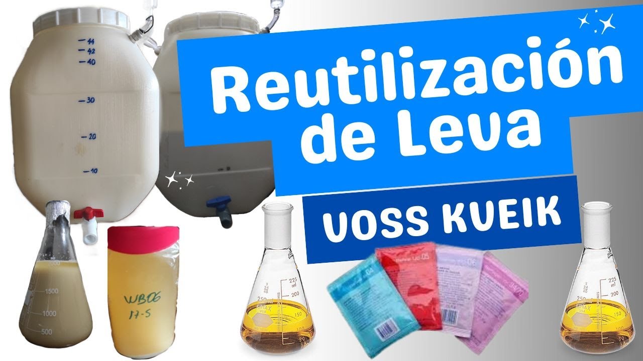 Recolección de Levadura, Cerveza Scottish, Reutilización de Levadura, Cerveza Artesanal Saga.