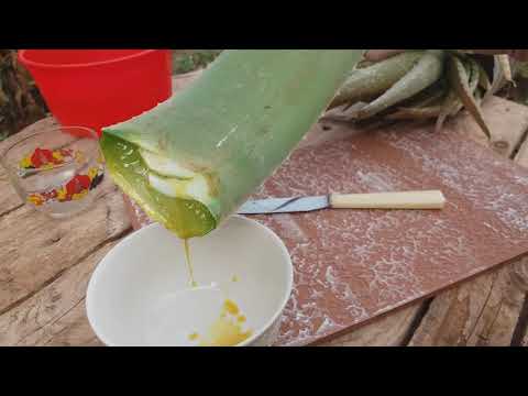 فوائد الاوليفيرا الاصلي أفضل أنواع الصبار على الجسم cactus oliveira