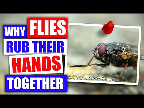 Video: Why Do Flies Rub Their Paws And Rub Their Heads