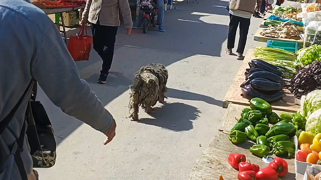 Я не собачник, но в тот день я вернулся ради него.