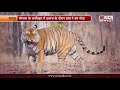 नागपुर - पेंच की शान रैय्याकसा नामक बाघ ने दुनिया को अलविदा कहा