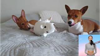 Basenji. Nel film, Domande e risposte, Come scegliere, Fatti, Cura, Storia by Tutti Gli Animali 42 views 3 months ago 18 minutes