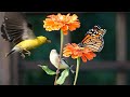 Relaxation tv for cats and people birds butterflies and flowers in beautiful summer garden