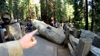Biggest Tree Ever?  #GeneralShermanTree #GiantSequoia #Landofthegiants