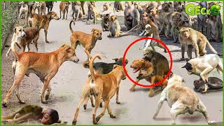 35 Chaotic Battles Of Angry Monkeys Rushes Into The Dog's Territory To Attack | Animal Fight