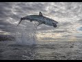 Récord mundial captan a un tiburón blanco que vuela a cinco metros de la superficie del mar