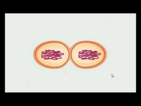 Vidéo: Comment les bactéries se reproduisent-elles par fission binaire ?