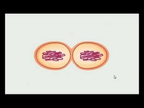 Vidéo: Différence Entre La Fission Binaire Et La Conjugaison