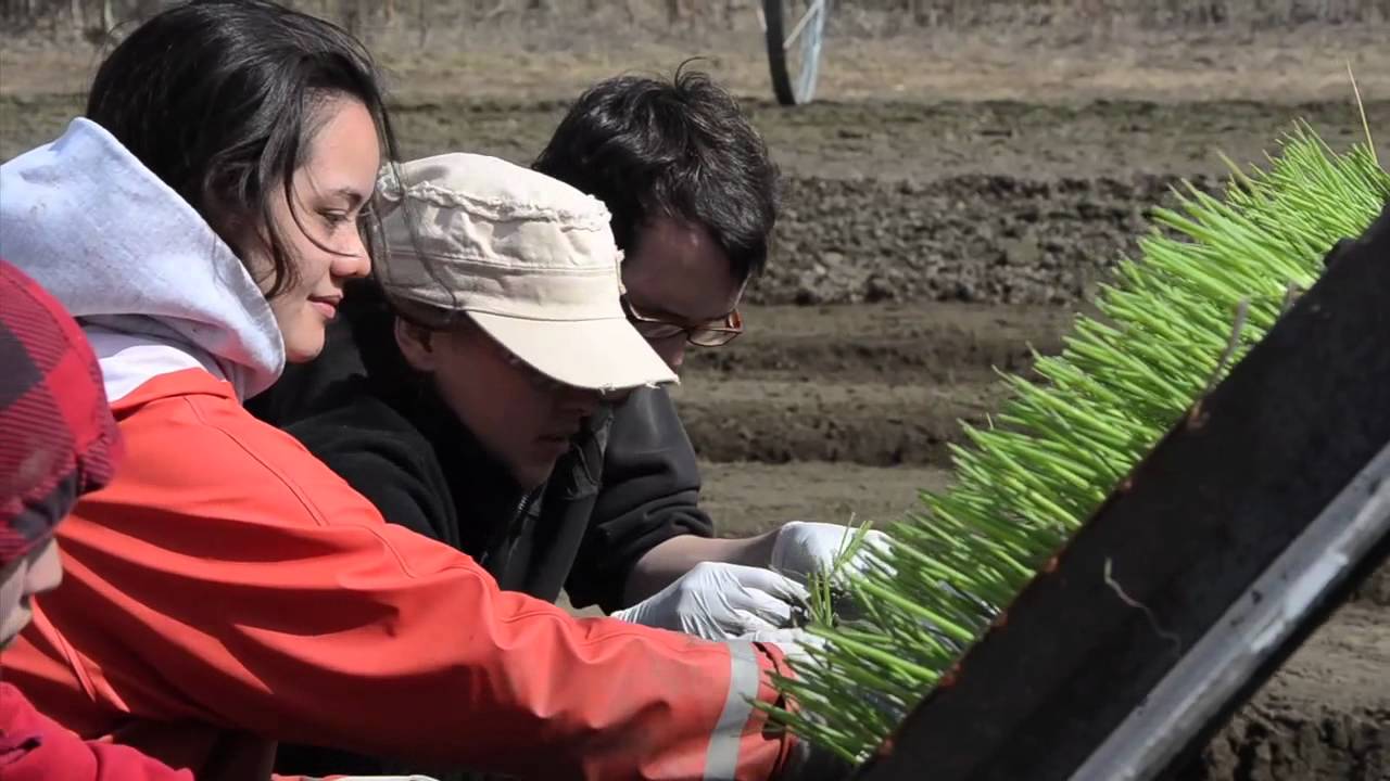 Onion planting at Vanderweele Farm